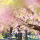 葉桜へ・・・