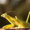 カマキリ