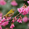 寒緋桜とメジロ