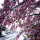 綿帽子かぶる桜