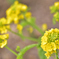 Yellow Flower