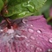 雨が嬉しくて…