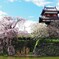 郡山城跡の桜 ～しだれ桜②～