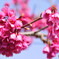 緋桜