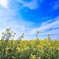 菜の花畑と青空