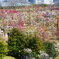 大阪城公園の梅林