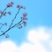 空と雲と桜と