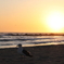夕暮れ。in venice beach