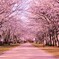 桜並木を散策