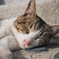 博多の野良猫