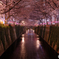 目黒川の夜桜2