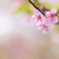 河津桜