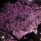 夜桜