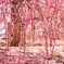 しだれ桜