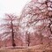 しだれ桜