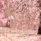 しだれて淡く