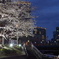 夜桜