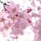 桜咲く
