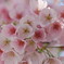 桜前線異常なし