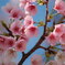 桜前線異常なし-2