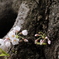 桜が目覚め始めたよ