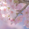桜三昧③