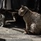 春眠暁を覚えず