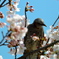 桜と鳥さん