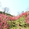 花桃