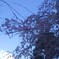 しだれ桜