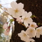 胴吹きの桜