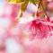旗桜に間にあう。