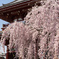 Sensoji cherryblossom