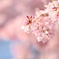 cherry blossom star