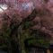 六地蔵と垂れ桜