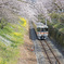 山北桜