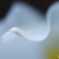 ランの花　180324 