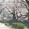 春の散歩路