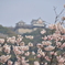 松山城下公園の桜