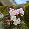 松山城の桜