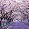 知覧平和公園の桜並木