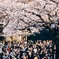 千鳥ヶ淵と人々