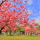 横浜公園に春がきた
