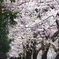 春のひかり_その３