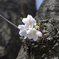 石神井公園の桜①