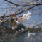 石神井公園の桜②