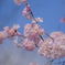 飛鳥山公園　桜②