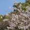 飛鳥山公園　桜③