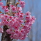 上野の桜