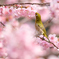 桜メジロ